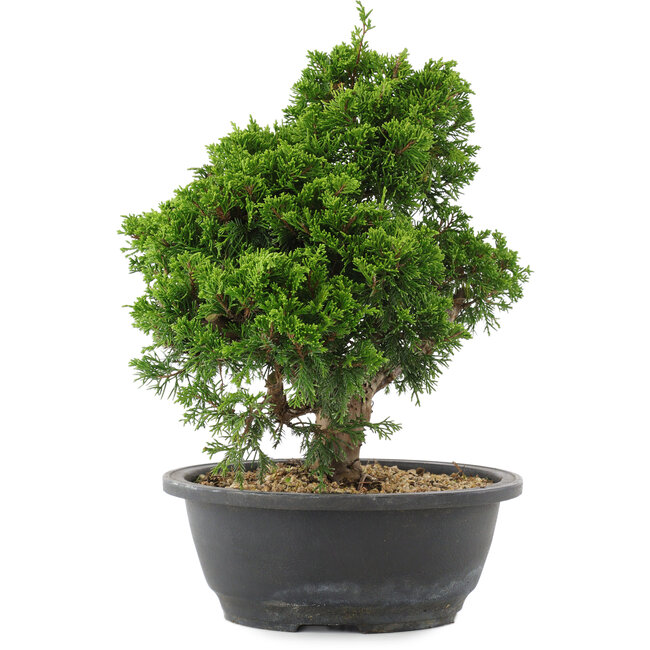 Juniperus chinensis, 28,5 cm, ± 20 Jahre alt