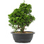 Juniperus chinensis, 28,5 cm, ± 20 anni