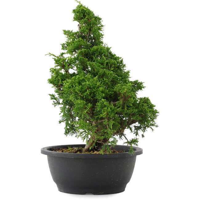 Juniperus chinensis, 34 cm, ± 20 jaar oud