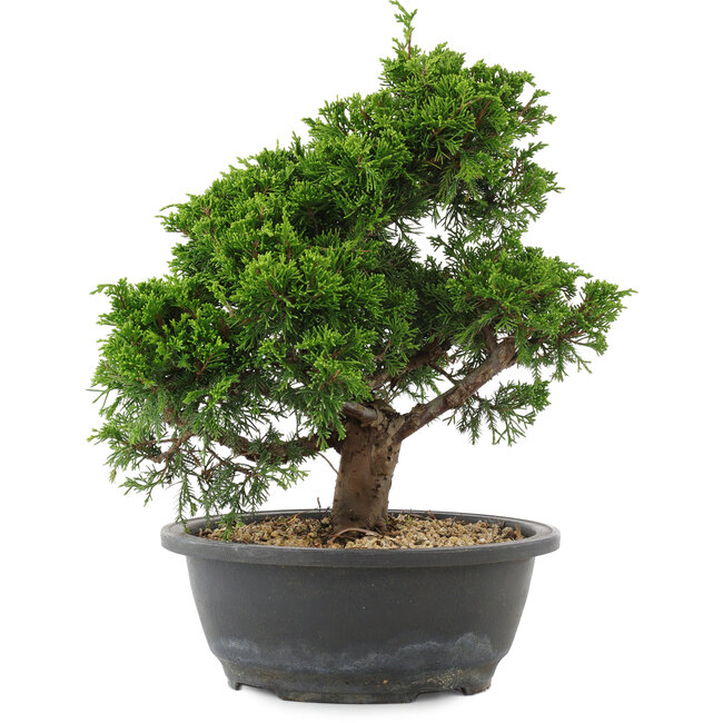Juniperus chinensis, 28,5 cm, ± 20 años