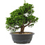 Juniperus chinensis, 28,5 cm, ± 20 anni