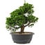 Juniperus chinensis, 28,5 cm, ± 20 years old