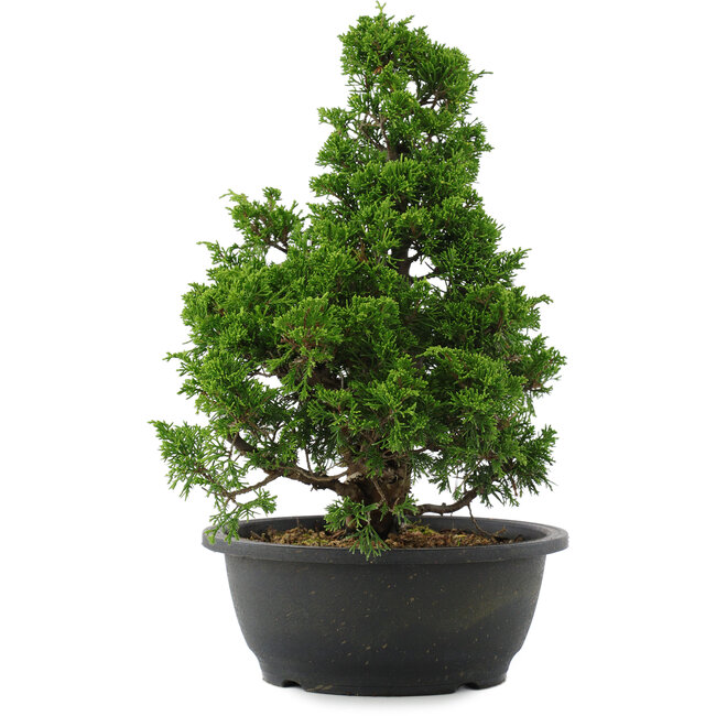 Juniperus chinensis, 34 cm, ± 20 years old