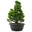 Juniperus chinensis, 34 cm, ± 20 Jahre alt