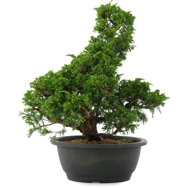 Juniperus chinensis, 34 cm, ± 20 years old