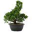 Juniperus chinensis, 34 cm, ± 20 jaar oud