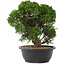 Juniperus chinensis, 29,5 cm, ± 20 Jahre alt