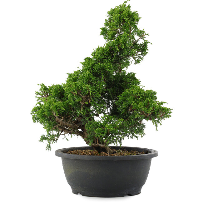 Juniperus chinensis, 34 cm, ± 20 jaar oud