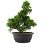 Juniperus chinensis, 34 cm, ± 20 jaar oud