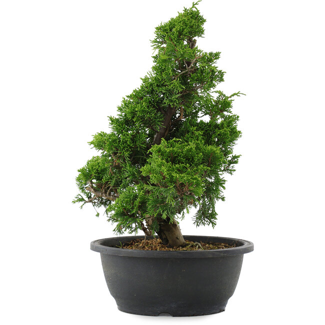 Juniperus chinensis, 34 cm, ± 20 jaar oud