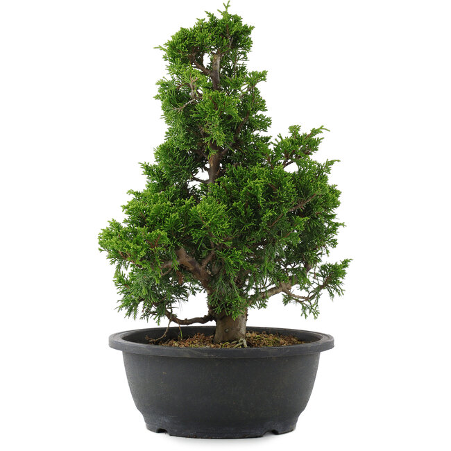 Juniperus chinensis, 34 cm, ± 20 ans