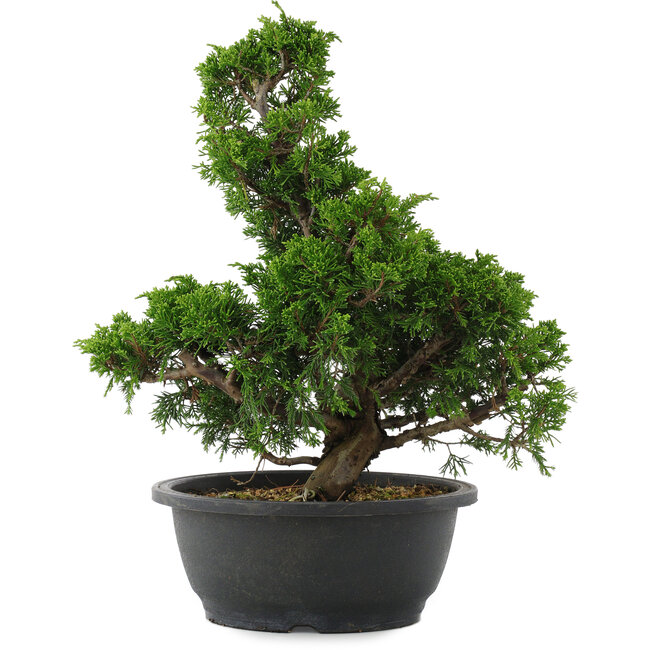 Juniperus chinensis, 34 cm, ± 20 jaar oud