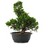 Juniperus chinensis, 34 cm, ± 20 jaar oud