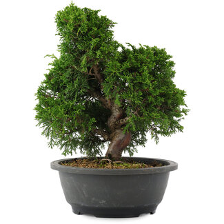 Juniperus chinensis, 28,5 cm, ± 20 jaar oud