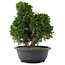 Juniperus chinensis, 28,5 cm, ± 20 jaar oud