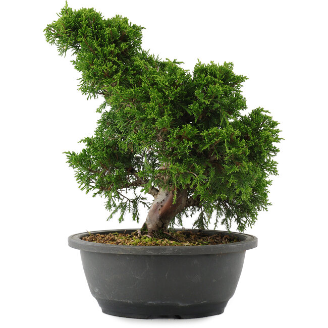 Juniperus chinensis, 28,5 cm, ± 20 anni