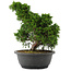 Juniperus chinensis, 28,5 cm, ± 20 jaar oud