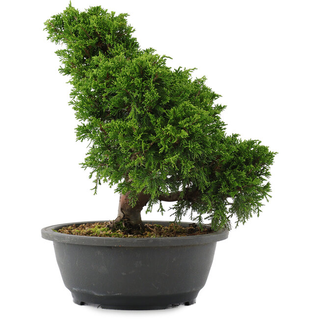 Juniperus chinensis, 28,5 cm, ± 20 Jahre alt