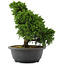 Juniperus chinensis, 28,5 cm, ± 20 jaar oud