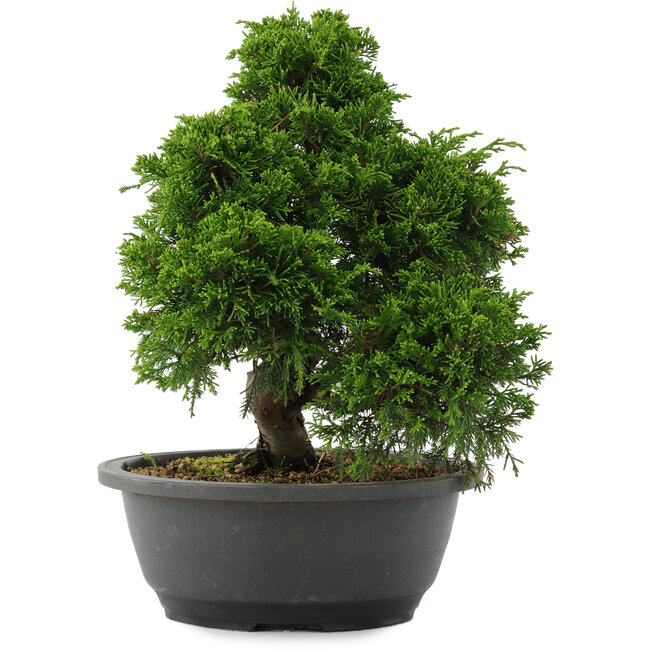 Juniperus chinensis, 28,5 cm, ± 20 años