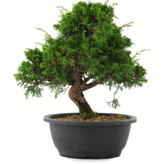 Juniperus chinensis, 29 cm, ± 20 Jahre alt