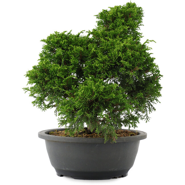 Juniperus chinensis, 28,5 cm, ± 20 ans