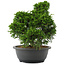 Juniperus chinensis, 28,5 cm, ± 20 jaar oud