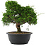 Juniperus chinensis, 29 cm, ± 20 Jahre alt