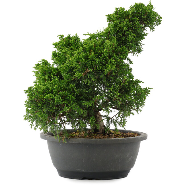 Juniperus chinensis, 28,5 cm, ± 20 anni