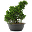 Juniperus chinensis, 28,5 cm, ± 20 jaar oud