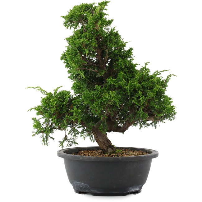 Juniperus chinensis, 35 cm, ± 20 jaar oud