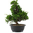 Juniperus chinensis, 35 cm, ± 20 jaar oud