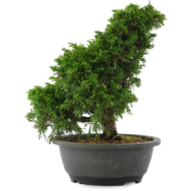 Juniperus chinensis, 28,5 cm, ± 20 jaar oud