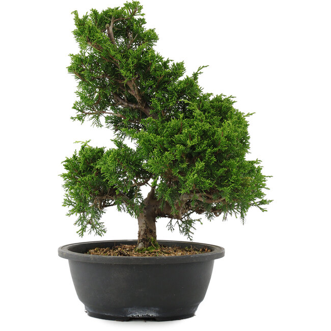 Juniperus chinensis, 35 cm, ± 20 jaar oud