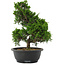 Juniperus chinensis, 35 cm, ± 20 jaar oud