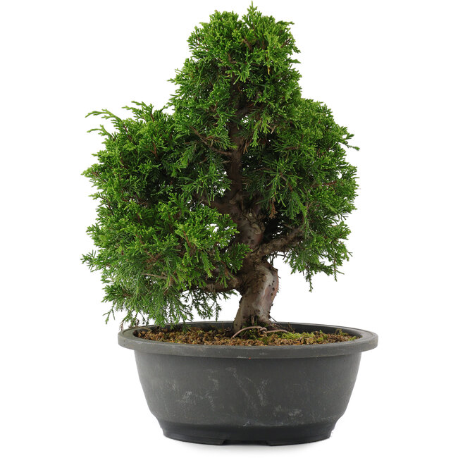 Juniperus chinensis, 28,5 cm, ± 20 años