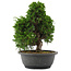 Juniperus chinensis, 28,5 cm, ± 20 jaar oud