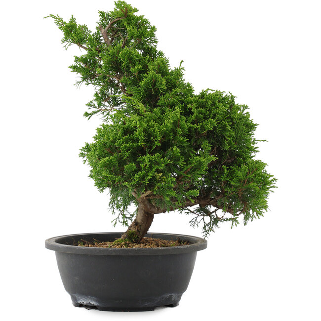 Juniperus chinensis, 35 cm, ± 20 años