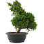 Juniperus chinensis, 35 cm, ± 20 jaar oud