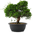 Juniperus chinensis, 29 cm, ± 20 Jahre alt