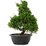 Juniperus chinensis, 35 cm, ± 20 jaar oud