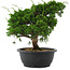 Juniperus chinensis, 29 cm, ± 20 Jahre alt