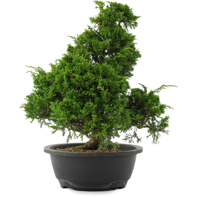 Juniperus chinensis, 35 cm, ± 20 jaar oud