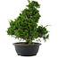 Juniperus chinensis, 35 cm, ± 20 jaar oud