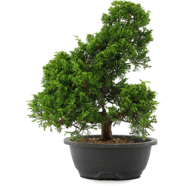 Juniperus chinensis, 35 cm, ± 20 anni