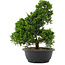 Juniperus chinensis, 35 cm, ± 20 jaar oud