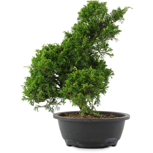 Juniperus chinensis, 35 cm, ± 20 Jahre alt