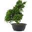 Juniperus chinensis, 35 cm, ± 20 jaar oud