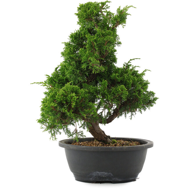 Juniperus chinensis, 35 cm, ± 20 Jahre alt