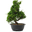 Juniperus chinensis, 35 cm, ± 20 jaar oud